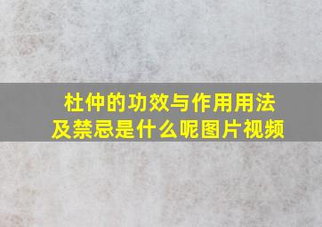 杜仲的功效与作用用法及禁忌是什么呢图片视频