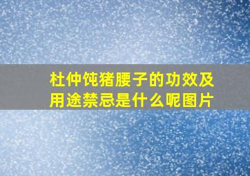 杜仲饨猪腰子的功效及用途禁忌是什么呢图片