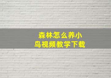 森林怎么养小鸟视频教学下载