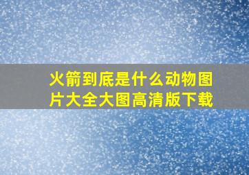 火箭到底是什么动物图片大全大图高清版下载