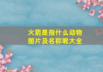 火箭是指什么动物图片及名称呢大全