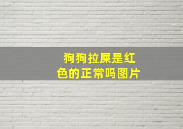 狗狗拉屎是红色的正常吗图片