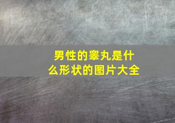 男性的睾丸是什么形状的图片大全