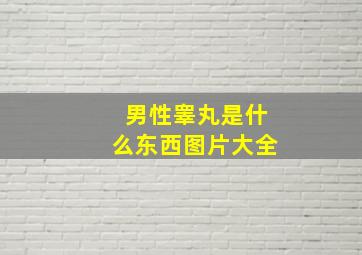 男性睾丸是什么东西图片大全