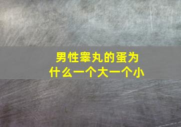 男性睾丸的蛋为什么一个大一个小