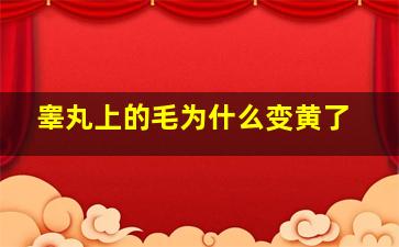 睾丸上的毛为什么变黄了