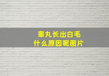 睾丸长出白毛什么原因呢图片