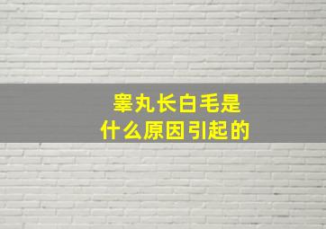 睾丸长白毛是什么原因引起的