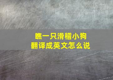 瞧一只滑稽小狗翻译成英文怎么说