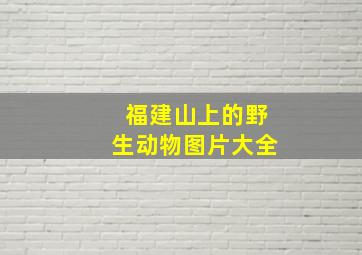 福建山上的野生动物图片大全