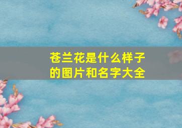 苍兰花是什么样子的图片和名字大全