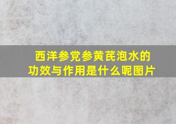 西洋参党参黄芪泡水的功效与作用是什么呢图片