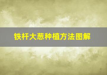 铁杆大葱种植方法图解