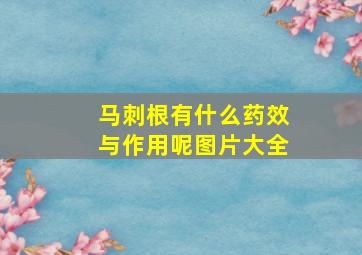 马刺根有什么药效与作用呢图片大全