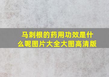 马刺根的药用功效是什么呢图片大全大图高清版