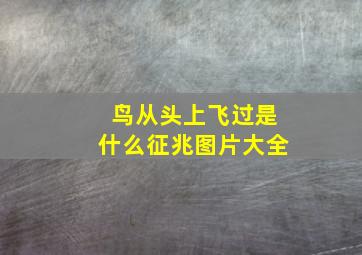 鸟从头上飞过是什么征兆图片大全