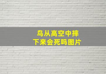 鸟从高空中摔下来会死吗图片