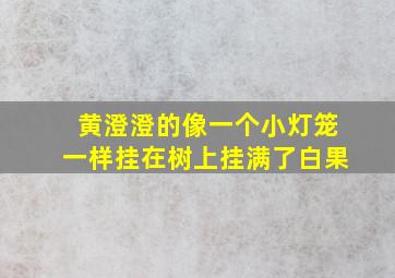 黄澄澄的像一个小灯笼一样挂在树上挂满了白果