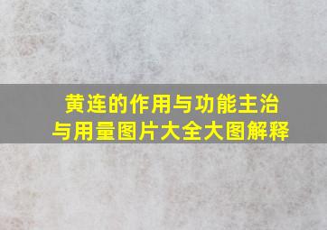 黄连的作用与功能主治与用量图片大全大图解释