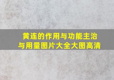 黄连的作用与功能主治与用量图片大全大图高清